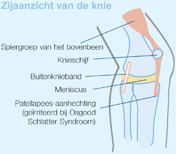 Chiropractie en de knie